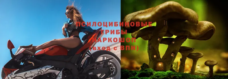 Псилоцибиновые грибы Psilocybine cubensis  mega tor  Волгоград 